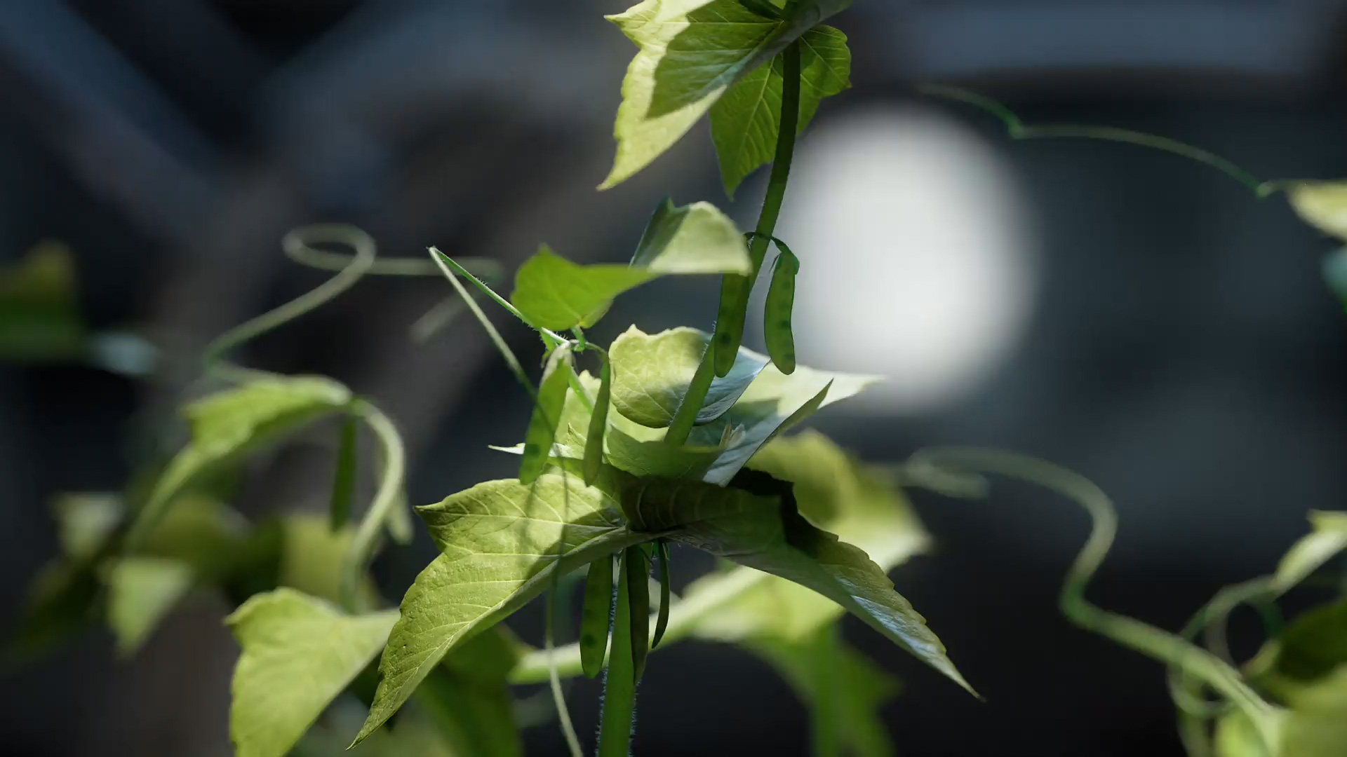 IMA_Gallery_01 Close-up of a green plant with pods growing in a controlled environment.
