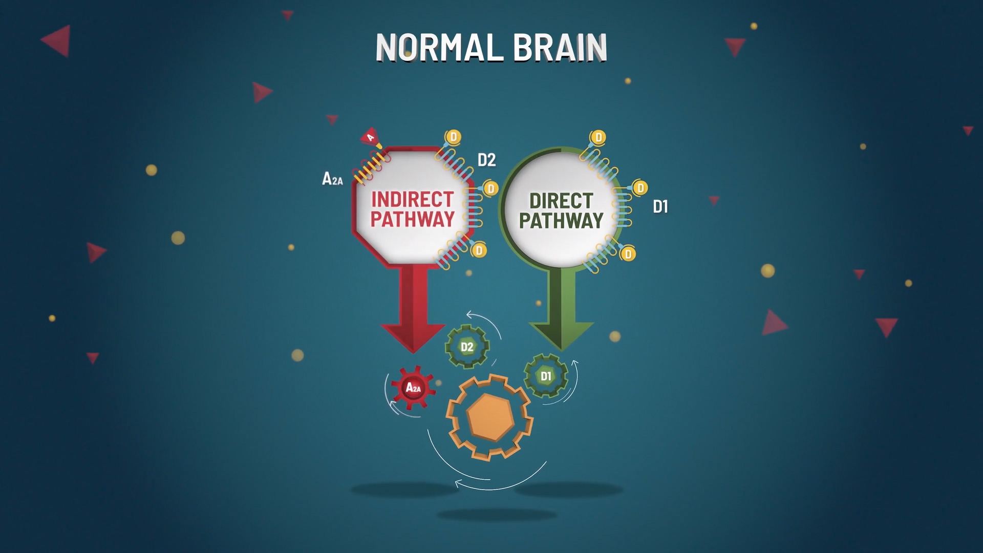 Pathway Mechanics in a Healthy Brain Side-by-side comparison of indirect and direct pathways in a normal brain.
