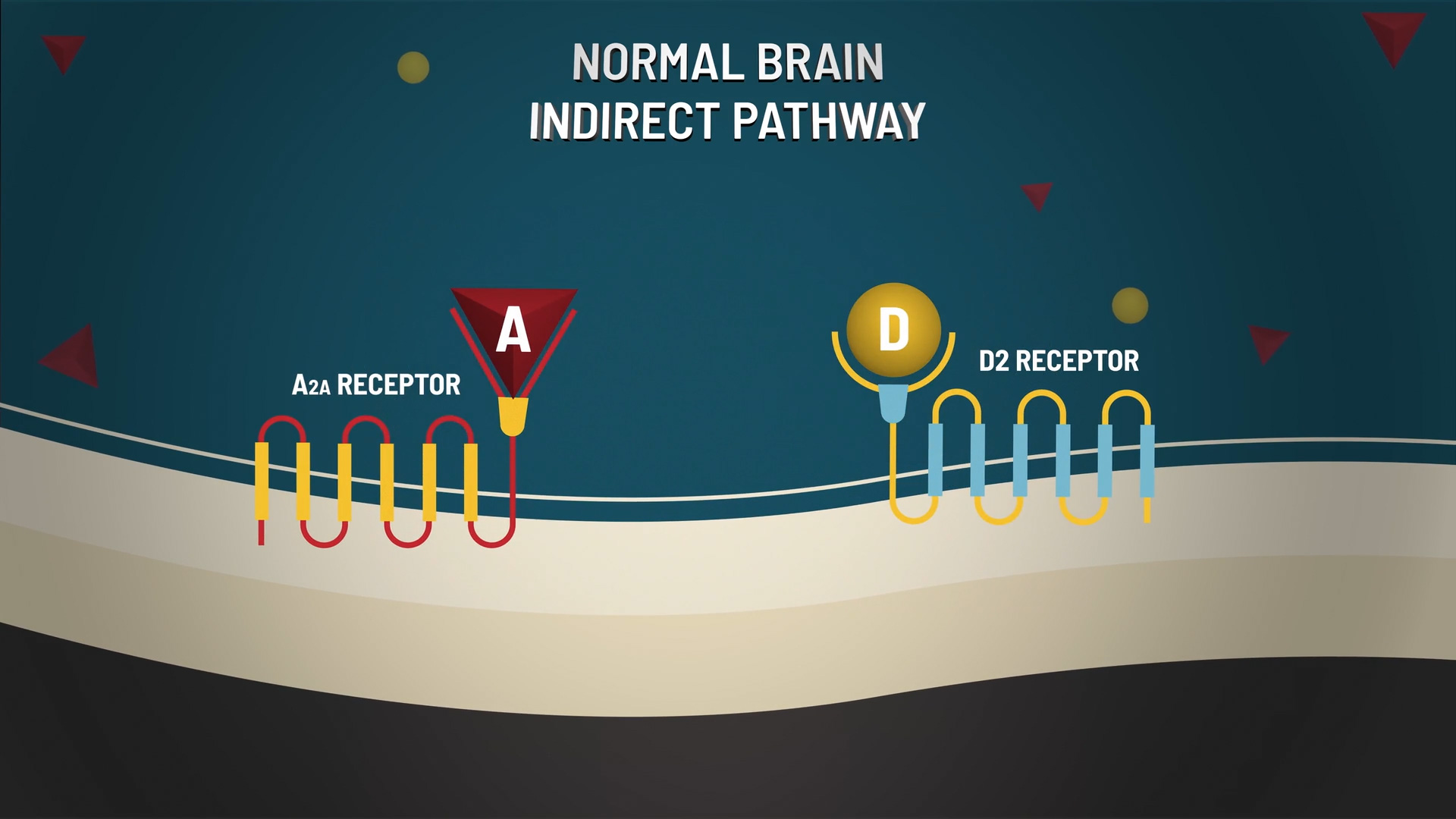 Indirect Pathway Receptor Breakdown Illustration of A2A and D2 receptors in the brain’s indirect pathway.