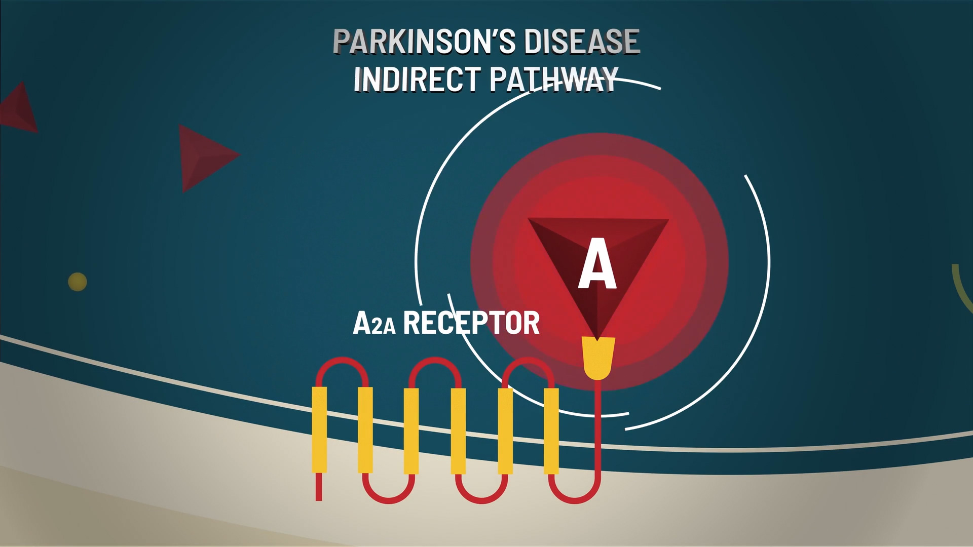 Indirect Pathway in Parkinson’s disease Red-highlighted A2A receptor showing Parkinson’s disease impact on indirect pathway.