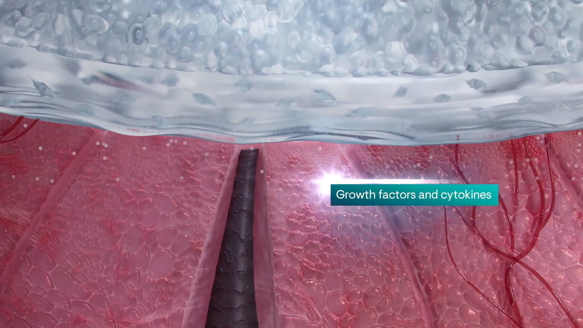 Stratagraft_Cell_Layers_04